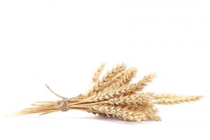 Sheaf of wheat ears