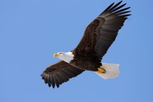 eagle