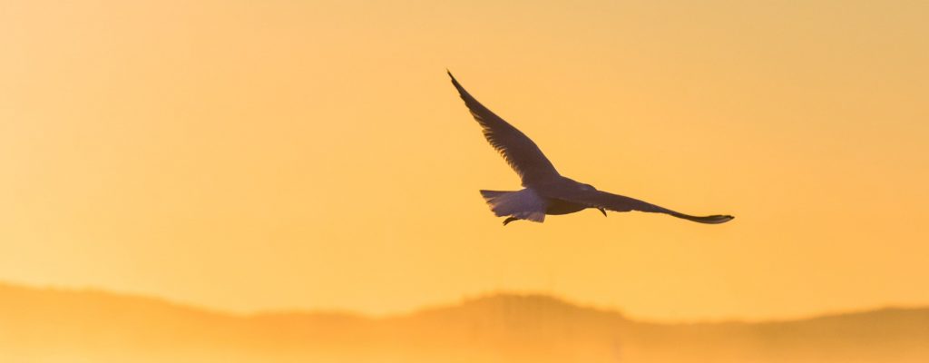 bird