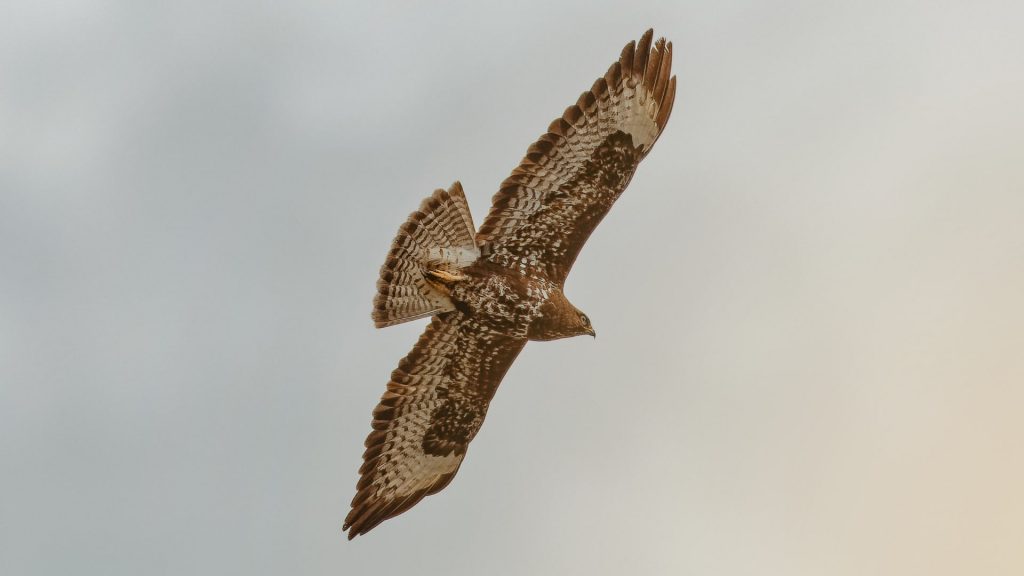 eagle